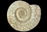 Polished Ammonite (Hildoceras) Fossil - England #104005-1